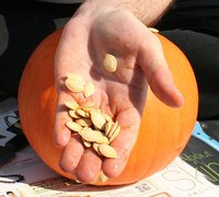 Fresh pumpkin seeds