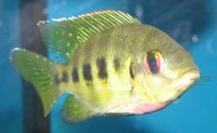 Is Tilapia the Same As Carp?