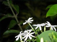The Life Cycle of Jasmine Flowers