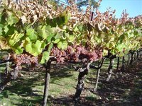 How Fast Do Grape Vines Grow?