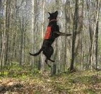 Dangers With Heartworm Medications for Dogs