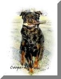 What Are the Benefits of Salmon Oil for Dogs?