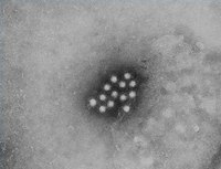 How Long Does it Take to Get Hepatitis Blood Test Results Back?