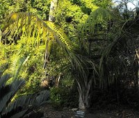 Ravenea rivularis, also known as the majestic palm.
