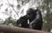 The Lifespan of Chimpanzees