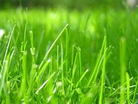 Lawn Grass