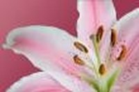 When Should You Move Lily Bulbs?