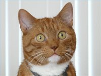 Cat pain treatment