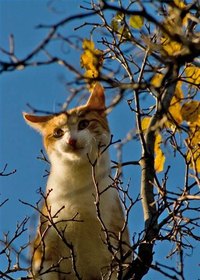 What do you do when kitty's up a tree?