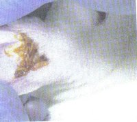 Ear Mites