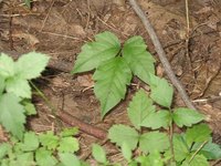 Get Rid Of Poison Ivy Rash Quickly