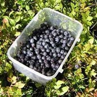 Bilberry, vaccinium myrtillus