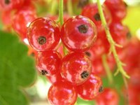 Red Currant Berries