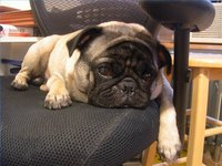 Normal Pug Weight at 9 Months