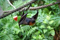 While experimental ultrasonic devices have been shown to repel bats, nothing on the commercial level has been proven to deter bats.