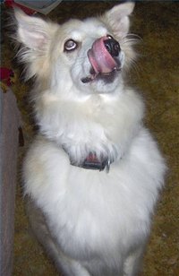 Your dog will enjoy these healthy low protein treats.