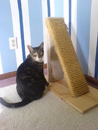 Scratching posts that use natural fibers are gaining in popularity.
