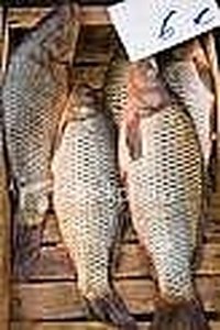 Mmmm, carp.