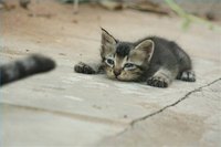 Providing your cat with a safe place to play outside is one of the best gifts you can give her.