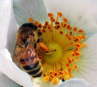 Where Is Pollen Located in a Flower?