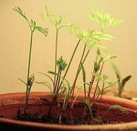 Growing seeds.