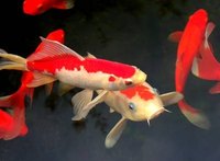 Life Cycle of Pond Fish