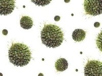 Are Genital Warts Curable?