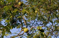 Black Walnut Tree in Fruit