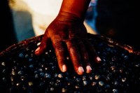 Acai berries are most beneficial fresh.