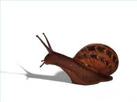 The Life Cycle of a Snail