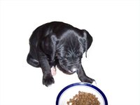 Distemper Shot for Dogs