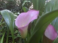Calla lily