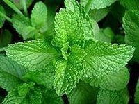 The History of the Mint Plant