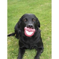 What Type of Rubber Is in a Dog Toy?