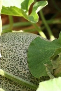 What Is a Muskmelon?