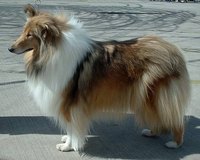 The Rough-coated Collie