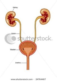 Urinary Tract Infection Causes