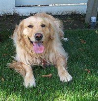 Make an Outdoor Dog an Indoor Dog