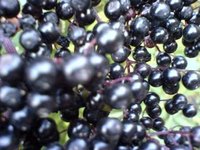 Is Elderberry Toxic?