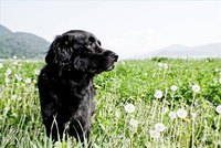 Lepto Shots for Dogs