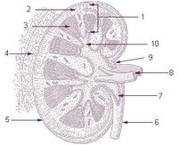Does a Human Need Both Kidneys?