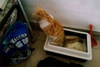 Why Male Cat Urine Smells So Bad
