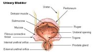 How Long Can a Bladder Infection Last?