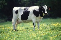Interesting Dairy Cow Facts