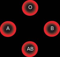What Happens After a Blood Transfusion?