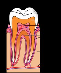 What Is the Chemical Composition of Human Teeth?