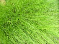 Types of Ornamental Grasses