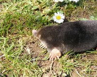 Moles can be captured with a simple homemade trap.