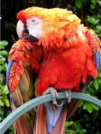 Cold Remedies for Macaws