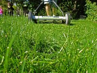 Lawn
